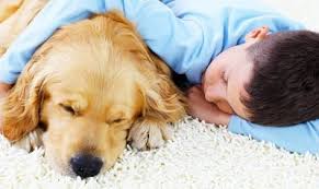 gig harbor carpet cleaning power pup