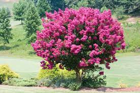 Dwarf ornamental trees zone 5. The Best Small Trees For Every Type Of Small Yard And Garden Sunset Sunset Magazine