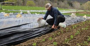 using heavy tarps for better vegetables