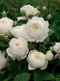 The Most Fragrant Roses For Your Garden