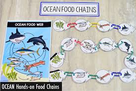 ocean biome food web and food chains