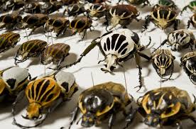 beetles order coleoptera the