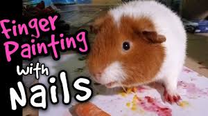 guinea pig finger painting with nails