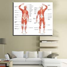 Us 6 05 50 Off Xdr613 Human Body Anatomical Chart Muscular System Poster Canvas Print Poster 60x80cm In Painting Calligraphy From Home Garden On