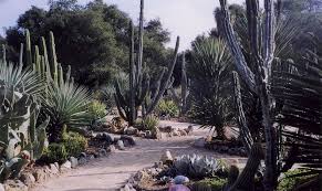 Rudolph Ulrich S Arizona Gardens