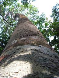 Змеиное дерево – дерево и древесина – Brosimum guianense [= Piratinera  guianensis, = B. aubletii]