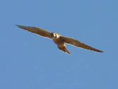 The Large Falcons of Tsavo