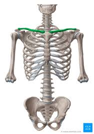 Make the changes yourself here! Shoulder Girdle Anatomy Movements And Function Kenhub