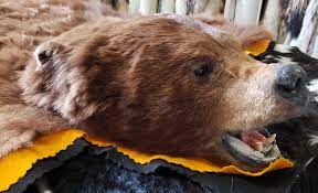 large bear rug
