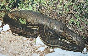 esperance fauna southern carpet python
