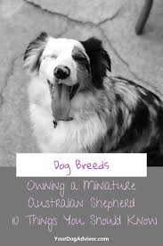 Why buy an australian shepherd puppy for sale if you can adopt and save a life? Miniature Australian Shepherd 10 Things You Should Know Your Dog Advisor