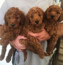 They are a cross between a golden retriever & a poodle. Goldendoodle Puppy For Sale In Phelan Ca Adn 32456 On Puppyfinder Com Gender Male Goldendoodle Puppy For Sale Mini Goldendoodle Puppies Goldendoodle Puppy