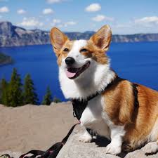 welsh corgi breed information what you