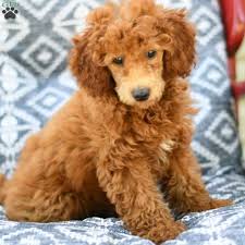 sweets miniature poodle puppy for