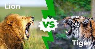 who-is-stronger-lion-or-tiger