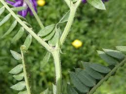 Vicia incana Gouan, Cow vetch (Weeds) - Pl@ntNet identify