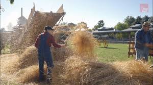 farmers harvested and threshed wheat