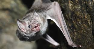 are bats dangerous az s
