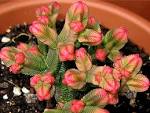Resultado de imagem para crassula pyramidalis