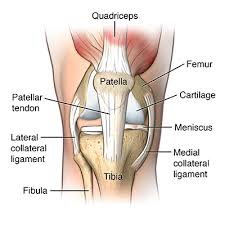 Patellar Tendonitis Jumpers Knee Johns Hopkins Medicine