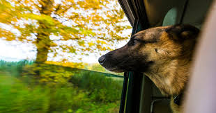 German Shepherd Jumps Out Car Window