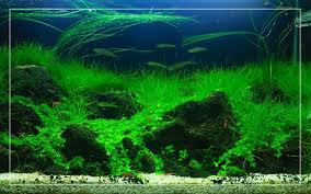 7 best low tech aquarium carpet plants
