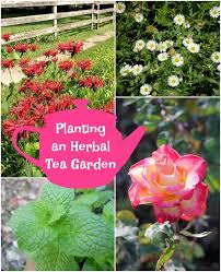 Planting An Herbal Tea Garden Mom Foodie
