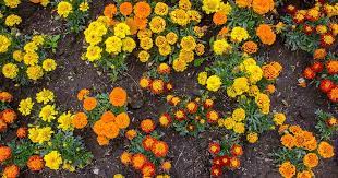 when and how to plant marigold seeds