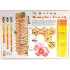 Honey Bee Life Cycle Chart M00002 At Dadant Dadant Sons