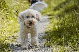 flea tick prevention for poodles a