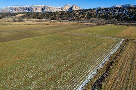 alfalfa and hay use more than half of