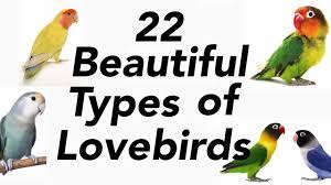 love birds lovebirds mutation