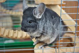 gray little chinchilla in a cage stock