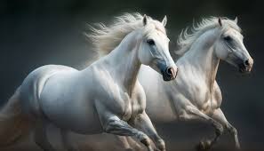 white horses images browse 5 374