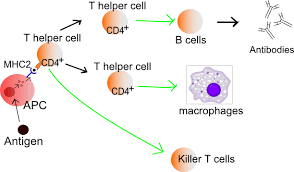 T Cells Production Of T Cells Types Of T Cells