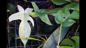 New and used items, cars, real estate, jobs, services, vacation rentals and more virtually increase the search radius for more results. How To Propagate A Philodendron Plant One On Me Ep 059 Youtube