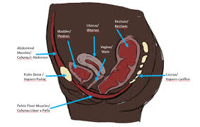physiotherapy maternity postnatal