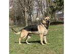 German shepherd female 3 month old puppy. German Shepherds For Sale In Erie Pa Dogs On Oodle Classifieds