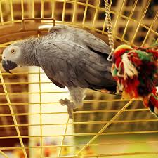 african gray parrot in a cage