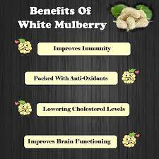 white mulberry nutrition facts white