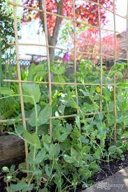 We did not find results for: Garden Trellis Tutorial How To Make A Diy Bamboo Trellis