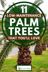 11 low maintenance palm trees that you
