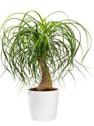 Ponytail Palm Tree Information How To