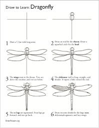 how to draw a dragonfly worksheet