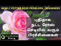 Newly Potted Rose Problems Care Tips