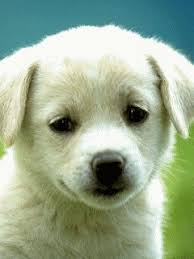 cute little puppy GIF - Download & Share on PHONEKY