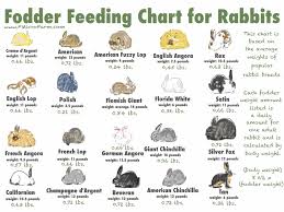 Fodder Feeding Chart For Rabbits Printable Rabbit