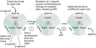 Atp Synthase Structure Function And