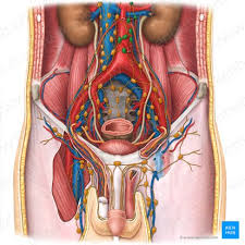lymphatics of abdomen and pelvis