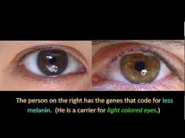 genetics and eye color you